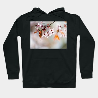 Cherry Blosom Hoodie